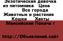 Экзотическая девочка из питомника › Цена ­ 25 000 - Все города Животные и растения » Кошки   . Ханты-Мансийский,Покачи г.